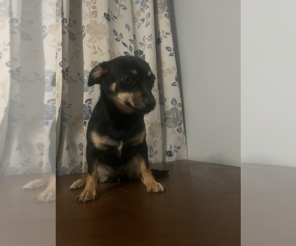 Medium Photo #5 Chihuahua Puppy For Sale in DURHAM, CT, USA