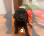 Puppy Green Golden Labrador
