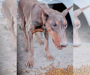 Doberman Pinscher Dogs for adoption in Pena Blanca, NM, USA