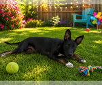 Kora - Female Mutt Dog for Adoption - Small photo