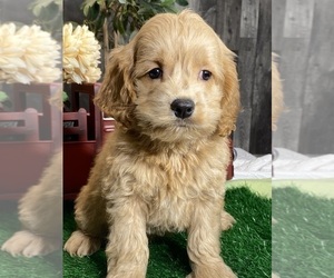 Cock-A-Poo Puppy for sale in CANOGA, NY, USA