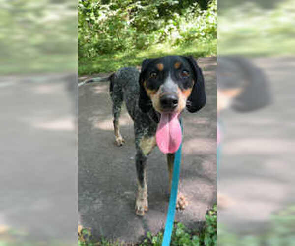 Medium Photo #1 Bluetick Coonhound Puppy For Sale in Oskaloosa, IA, USA
