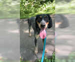 Small Bluetick Coonhound