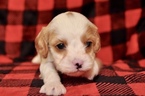 Small Photo #14 Cavapoo Puppy For Sale in PHOENIX, AZ, USA