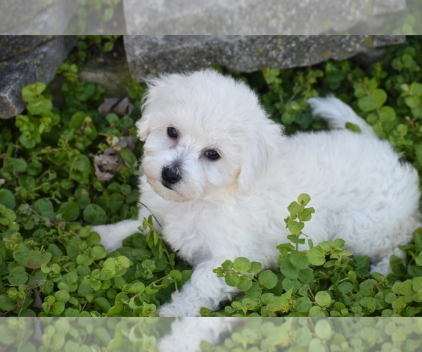 Medium Photo #1 Bichpoo Puppy For Sale in ELDORADO, OH, USA