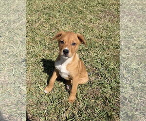 Labrador Retriever-Unknown Mix Dogs for adoption in Royal Palm Beach, FL, USA