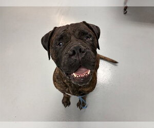 Bullmastiff Dogs for adoption in St. Cloud, FL, USA