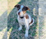 Small Australian Shepherd Mix