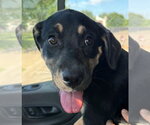 Small German Shepherd Dog Mix