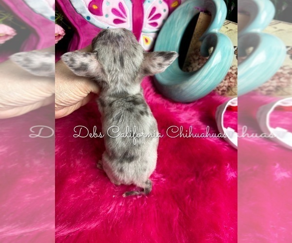 Medium Photo #4 Chihuahua Puppy For Sale in TRACY, CA, USA