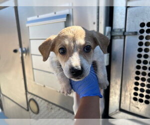 German Shepherd Dog-Unknown Mix Dogs for adoption in HESPERIA, CA, USA