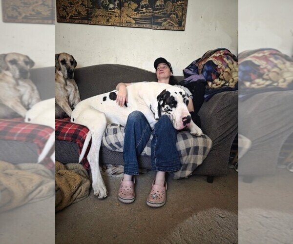 Medium Photo #1 Great Dane Puppy For Sale in MOLINE, IL, USA