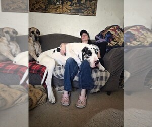 Father of the Great Dane puppies born on 06/19/2026