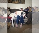 Small Photo #1 Great Dane Puppy For Sale in MOLINE, IL, USA