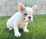 Small Photo #3 French Bulldog Puppy For Sale in MEMPHIS, TN, USA