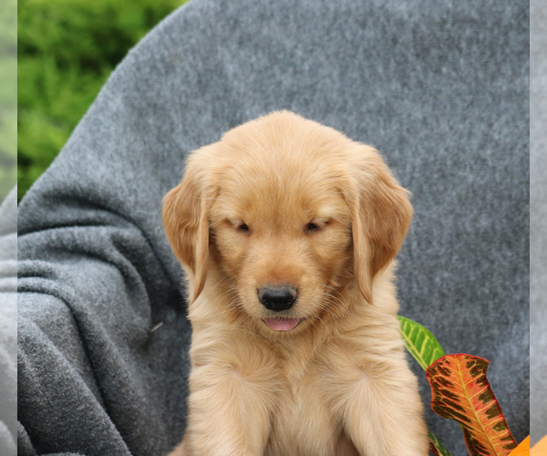 Medium Photo #4 Golden Retriever Puppy For Sale in NARVON, PA, USA