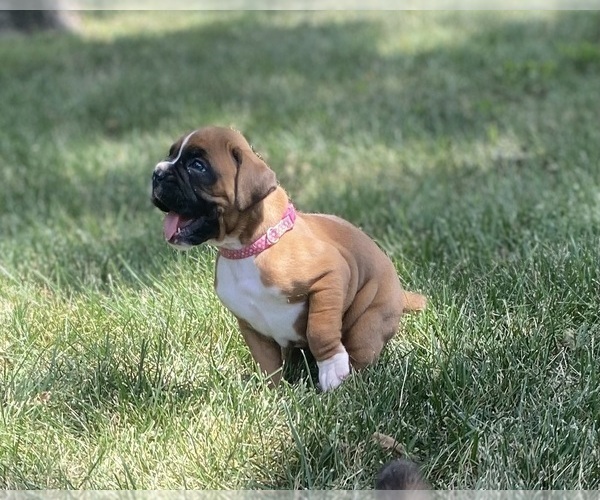 Medium Photo #4 Boxer Puppy For Sale in WHITEWATER, KS, USA