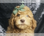 Puppy Blake F1B Goldendoodle (Miniature)