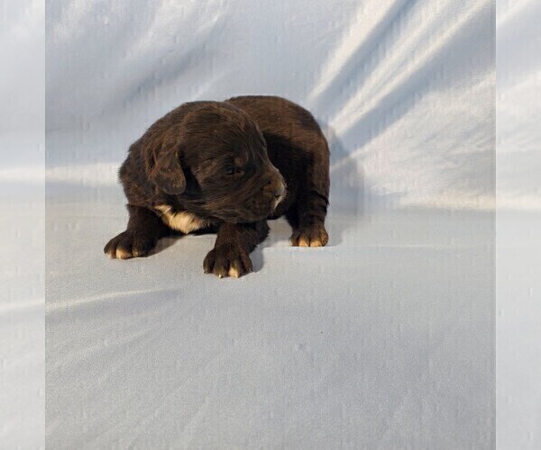 Medium Photo #5 Golden Mountain Dog Puppy For Sale in BLACK FOREST, CO, USA