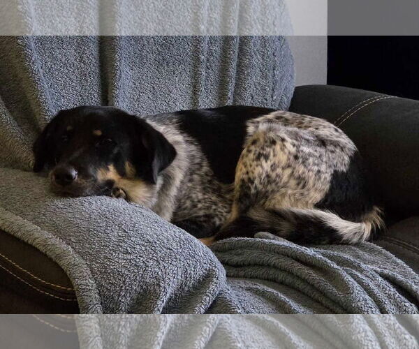 Medium Photo #4 Mutt Puppy For Sale in Tempe , AZ, USA