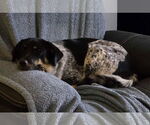 Small #3 Mutt