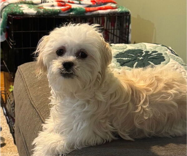 Medium Photo #2 Shih Tzu Puppy For Sale in Lebanon, PA, USA