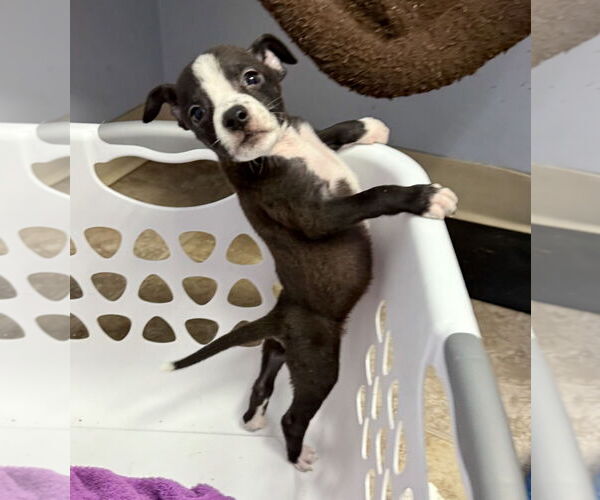 Medium Photo #6 American Boston Bull Terrier Puppy For Sale in GILBERTS, IL, USA