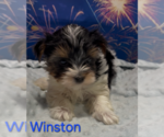Winston - Male Yorkshire Terrier Puppy for Sale - Small photo