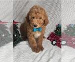 Small #1 Goldendoodle (Miniature)