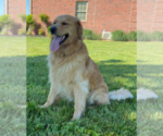 Small Photo #20 Golden Retriever Puppy For Sale in SEBREE, KY, USA