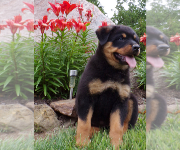 Medium Photo #1 Rottweiler Puppy For Sale in MILLERSBURG, OH, USA