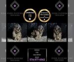 Small Photo #94 Maltipoo Puppy For Sale in WARSAW, IN, USA