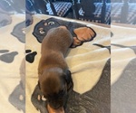 Small #3 Dachshund