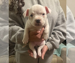 Small #3 American Bully