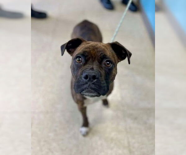 Medium Photo #4 Boxer Puppy For Sale in Dumont, NJ, USA