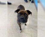 Small #3 Boxer