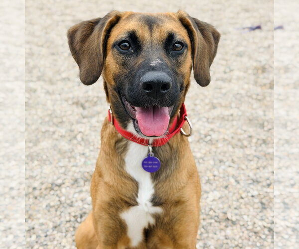 Medium Photo #2 Mutt Puppy For Sale in Fargo, ND, USA