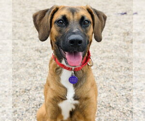 Cornelia - Female Mutt Dog for Adoption - Photo #2