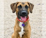 Small Photo #2 Mutt Puppy For Sale in Fargo, ND, USA