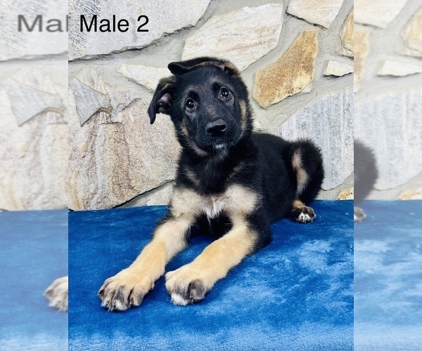 Medium Photo #4 German Shepherd Dog Puppy For Sale in OCALA, FL, USA