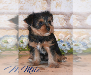 Yorkshire Terrier Puppy for sale in ALLEN, TX, USA