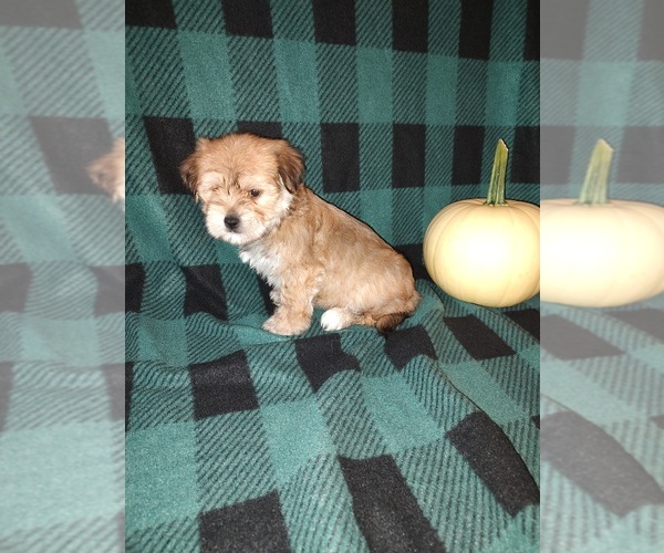 Medium Photo #10 Morkie Puppy For Sale in LAPEER, MI, USA