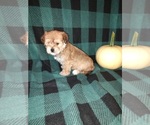 Small #9 Morkie