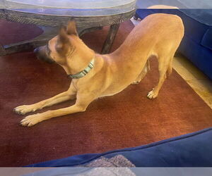 SOPHIE H - Female Siberian Husky-Unknown Mix Dog for Adoption - Photo #3