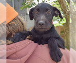 Small #4 Mutt