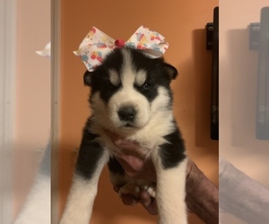 Siberian Husky Puppy for sale in MAIDEN, NC, USA