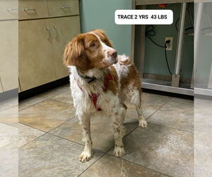 Brittany Dogs for adoption in Curwensville, PA, USA