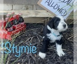 Small Photo #5 Sheepadoodle Puppy For Sale in INDIAHOMA, OK, USA