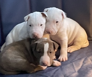 Bull Terrier Puppy for Sale in TRACY, California USA