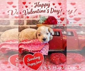 Goldendoodle Puppy for sale in SOCIAL CIRCLE, GA, USA